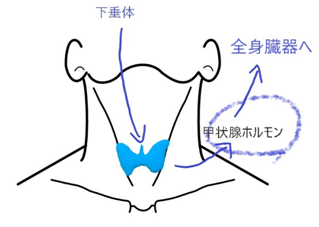 後 眠い 採血 血を抜かれると眠くなるものですか？献血にしろ、血液検査にしろ、血