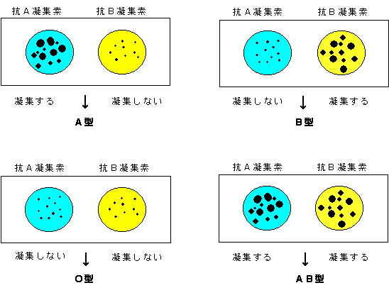 型 b o 型 子供 と の